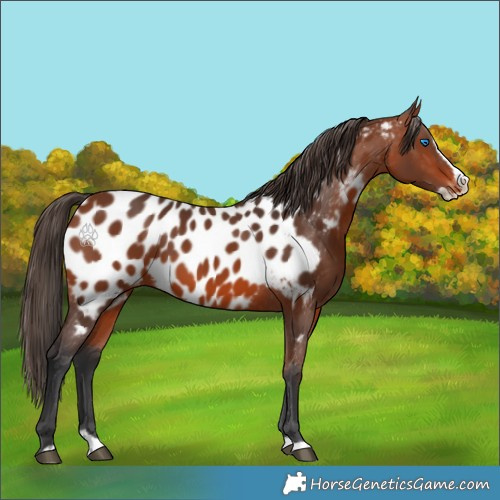 Horse Color:Bay Splash Appaloosa 
