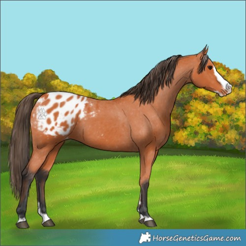 Horse Color:Bay Splash Appaloosa 