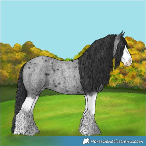 Horse Color:Blue Roan Splash 