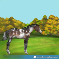Horse Color:White Spotted Brown Rabicano 