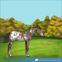 Horse Color:White Spotted Liver Red Dun Appaloosa 