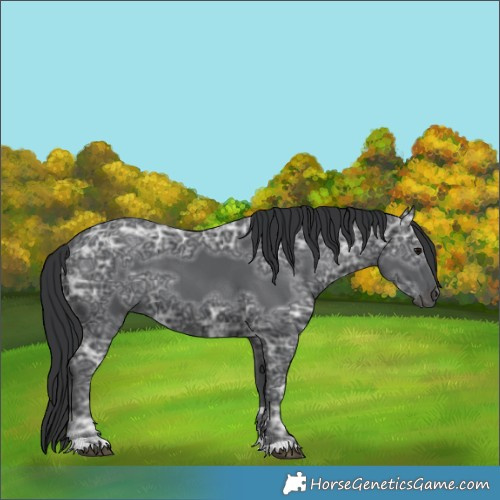 Horse Color:Black Ice 