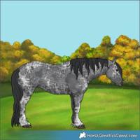 Horse Color:Black Ice Rabicano