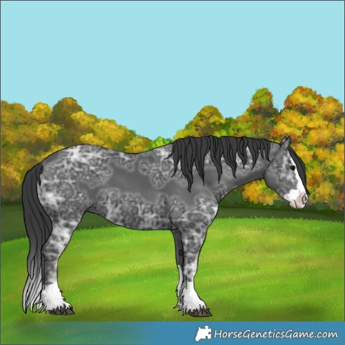 Horse Color:Black Ice Splash 