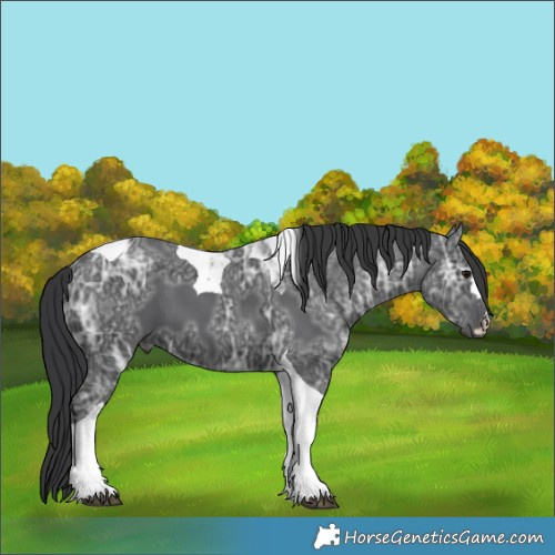 Horse Color:Black Ice Tobiano 