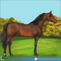 Horse Color:Bay  and Bay 