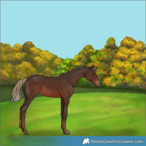Horse Color:Liver Chestnut Appaloosa 