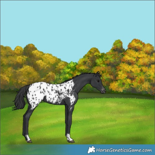Horse Color:Black Tobiano Appaloosa 