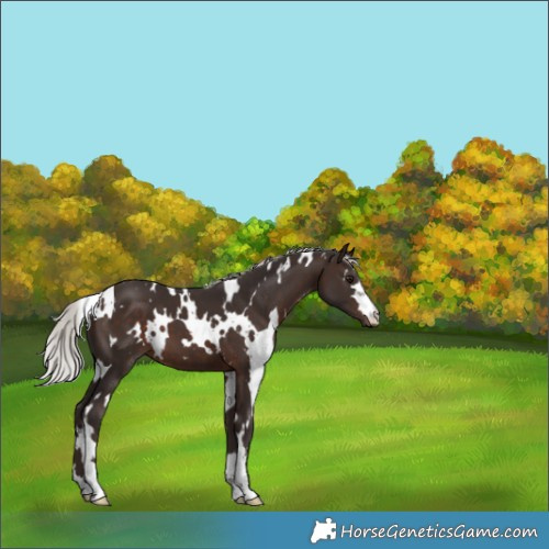 Horse Color:White Spotted Silver Brown 
