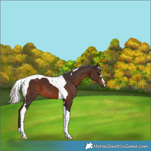 Horse Color:Silver Brown Tobiano 