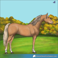 Horse Color:Chestnut  and Chestnut 