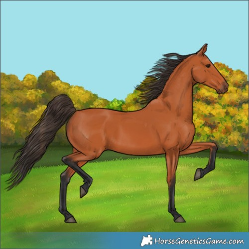 Horse Color:Bay 