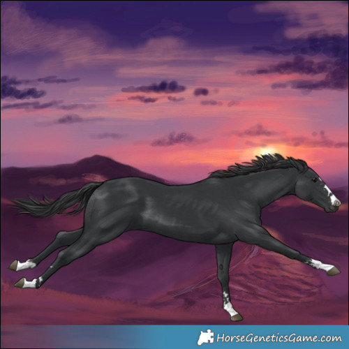 Horse Color:Black  and Black 