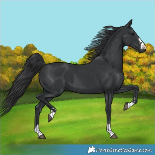 Horse Color:Black  and Black 