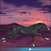 Horse Color:Black  and Black 