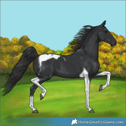 Horse Color:Black Tobiano 