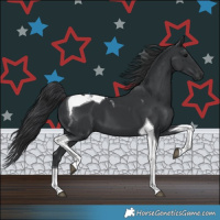Horse Color:Black Tobiano 
