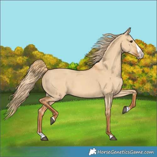 Horse Color:Red Dun Splash 