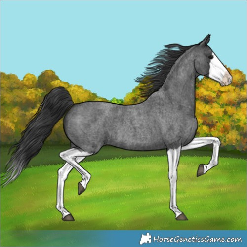 Horse Color:Blue Roan Splash 