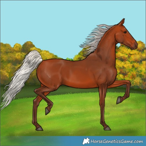 Horse Color:Silver Bay 