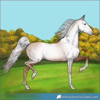Horse Color:Gray Gold Champagne Tobiano