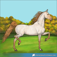 Horse Color:Red Dun Roan