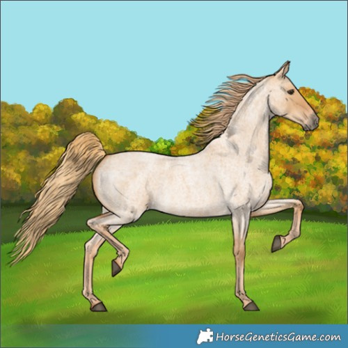 Horse Color:Red Dun Roan 