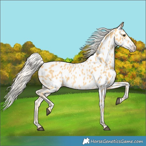 Horse Color:Palomino Near Leopard 