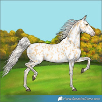 Horse Color:Palomino Near Leopard