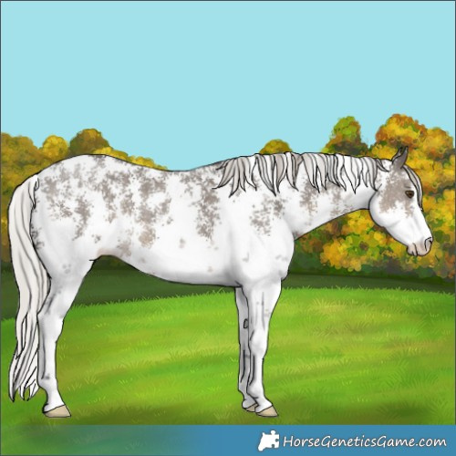 Horse Color:Silver Smoky Grullo Sabino 
