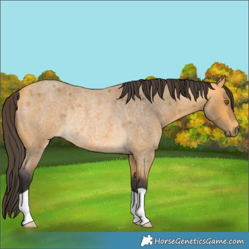 Horse Color:Buckskin Roan Rabicano 