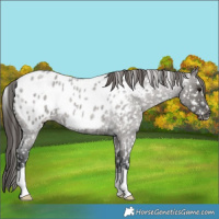 Horse Color:Grullo Roan Blanket