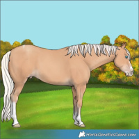 Horse Color:Silver Classic Champagne Splash Tobiano 