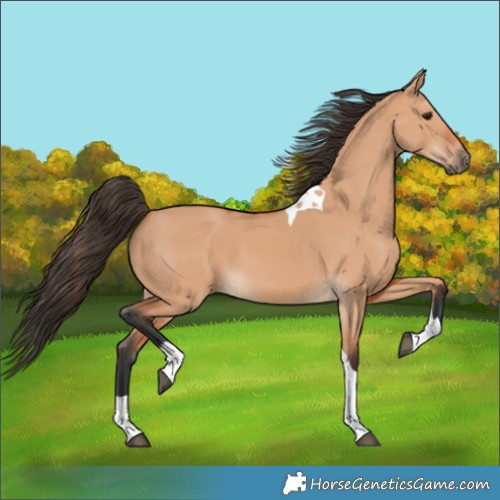 Horse Color:Bay Dun Tobiano 