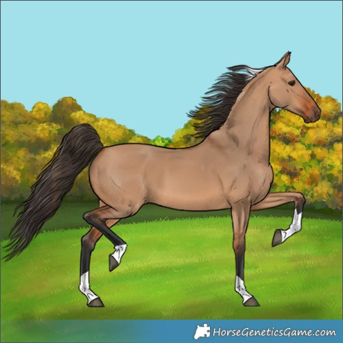 Horse Color:Bay Dun Tobiano 