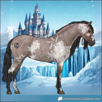 Horse Color:Grullo Ice Roan 