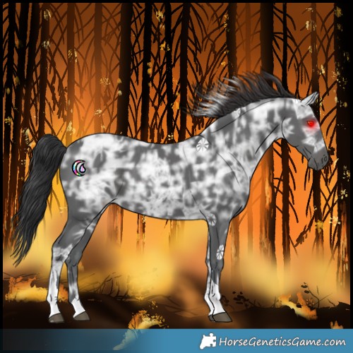 Horse Color:Black Ice Tobiano
