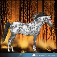 Horse Color:Black Ice Tobiano 