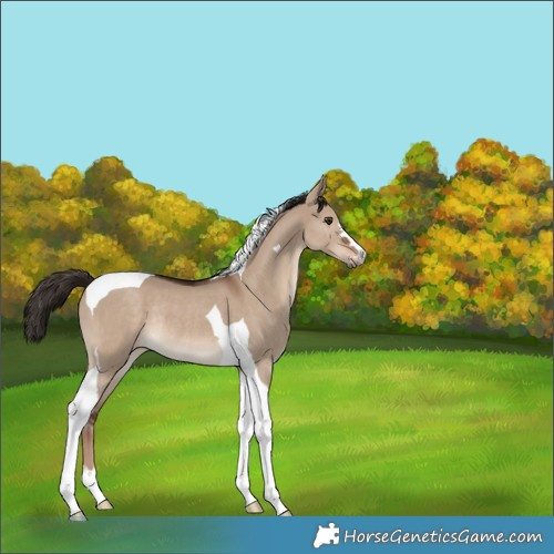 Horse Color:Liver Red Dun Tobiano Rabicano 