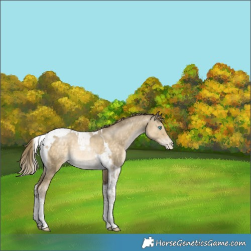 Horse Color:Buckskin Pearl Tobiano Rabicano 