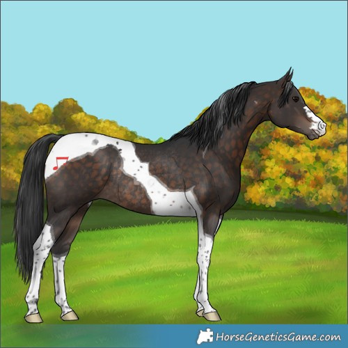 Horse Color:Bay Tobiano Rabicano 