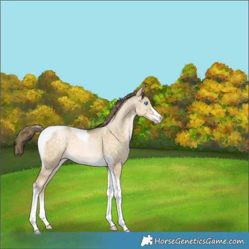 Horse Color:Buckskin Pearl Dun Tobiano Rabicano 
