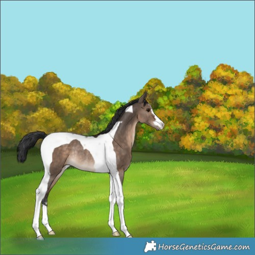 Horse Color:Brown Dun Tobiano Rabicano 