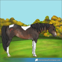 Horse Color:Bay Tobiano Rabicano 
