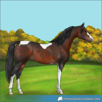 Horse Color:Bay Tobiano Rabicano 