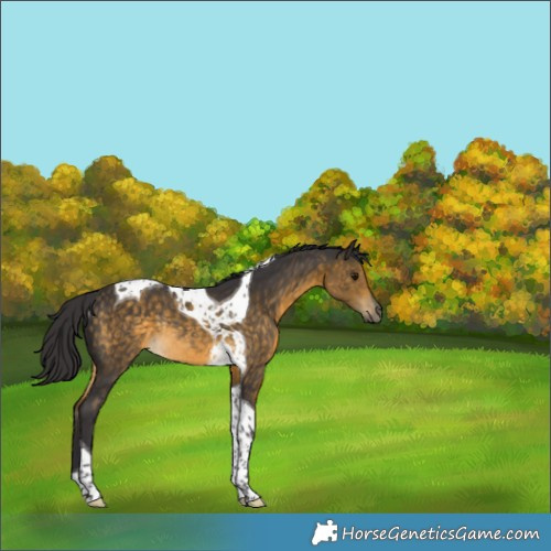 Horse Color:Buckskin Tobiano Rabicano 
