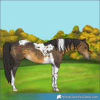 Horse Color:Buckskin Tobiano Rabicano