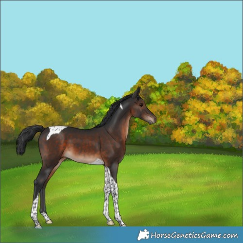 Horse Color:Brown Tobiano 