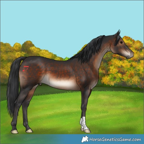 Horse Color:Brown 