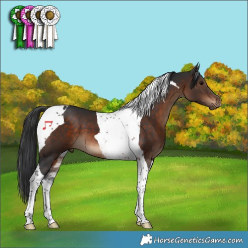 Horse Color:Brown Tobiano